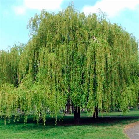 1 Weeping Willow Tree Rooted Cutting Etsy