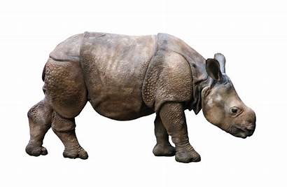 Animal Wild Rhino Badak Young Rhinoceros Pixabay