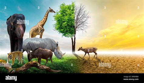 Wildlife Conservation Day Wild Animals To The Home Or Wildlife