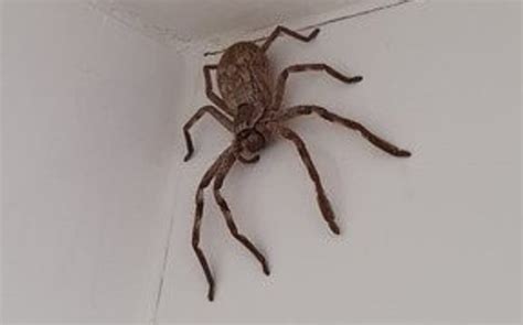 Joven descubre araña gigante en el baño de su casa y se hace viral