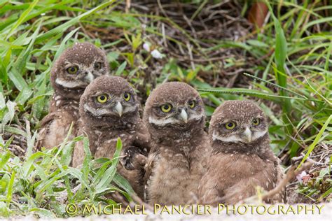 Burrowing Owl Babies 2013 Broward County Florida Flickr