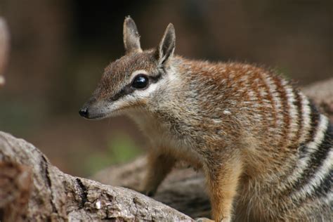 Numbat Project Perth Zoo