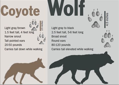 Wolf Identification Washington Department Of Fish Wildlife, 44% OFF