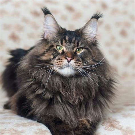 Red high silver queen cat of dynasty maine coons. Pin on Maine coon, Norwegian Forest Cat, Long-furred cats