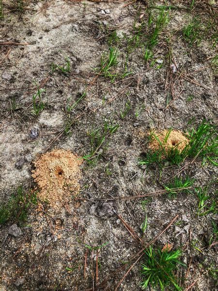 Ground Nesting Bees Nc State Extension