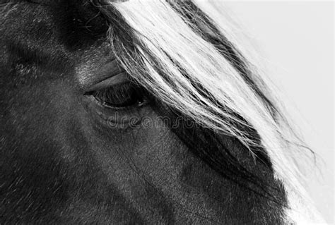Closeup Of Horse Showing Its Beautiful Eye With White Hair Above Stock
