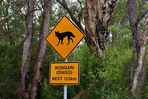 Dingo Proof Fence Guide For Kgari Fraser Island Fraser