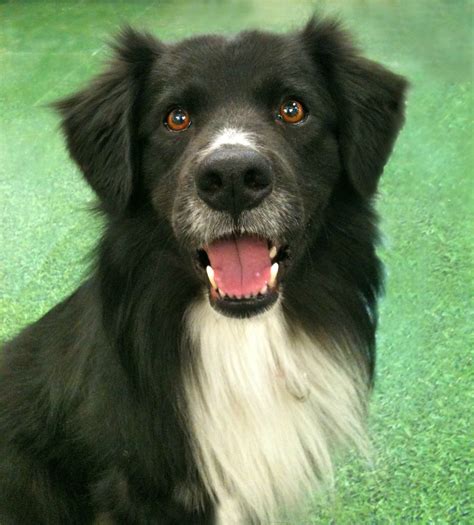 Border Collie Mix Saved Just In Time