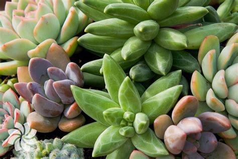 How To Care For Your Succulents Surreal Succulents