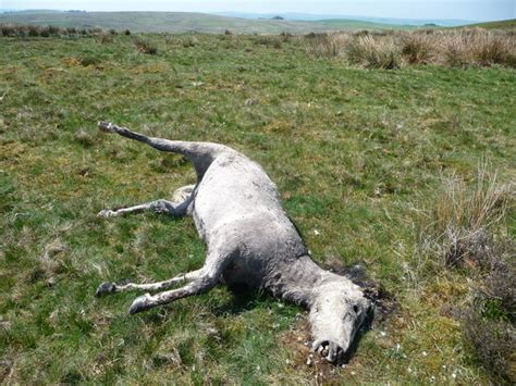 Dead Pony Between Bryn Coch And © Jeremy Bolwell Cc By Sa20