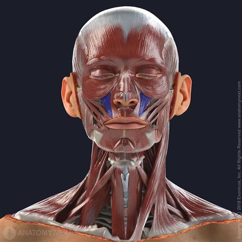 Levator Labii Superioris 3d Anatomy Facial Anatomy Human Anatomy