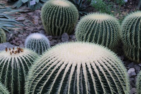 Cactus Planta Verde Foto Gratis En Pixabay Pixabay