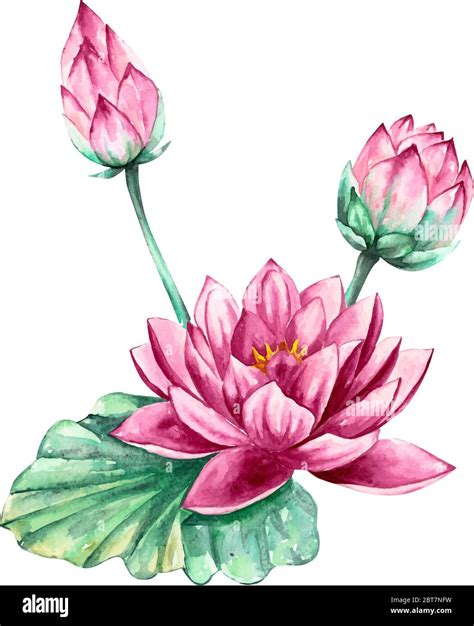 Pink And Purple Water Lily Lotus Flower Vector Watercolor Illustration