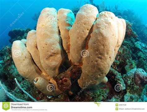 Tube Sponge Coral Royalty Free Stock Photos Image 22667628