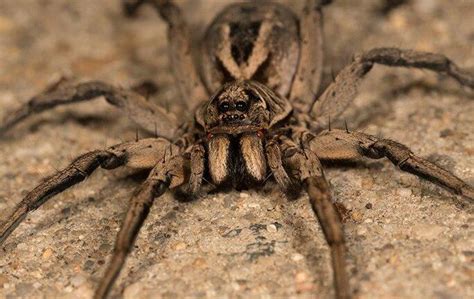 Blog What You Should Know About Wolf Spiders In Dallas