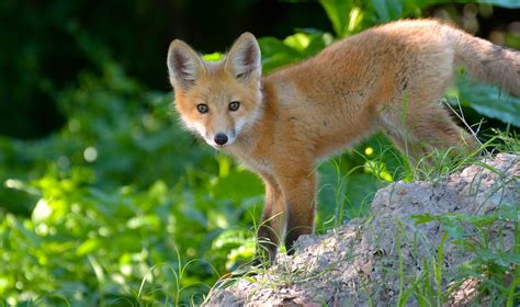 Fox Cub Red Eyes Foxes Baby Wallpaper 2702x1600 719357 Wallpaperup