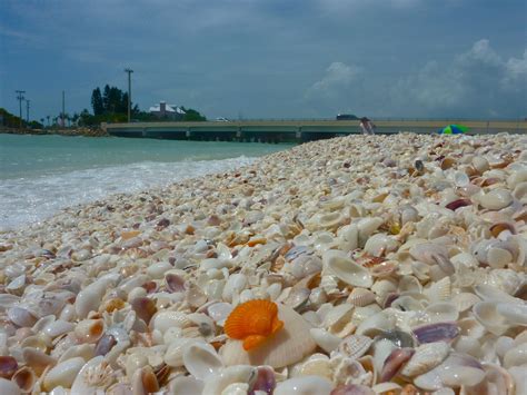 Shells Along The Beach At Sanibel Island Intresting Spots In Usa
