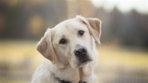 A place for really cute pictures and videos!. Retriever Labrador Dog Breed Information - All About Dogs