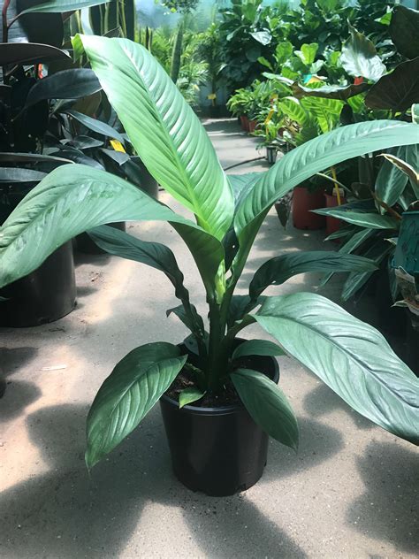 Spathiphyllum ‘sensation Westlake Nursery