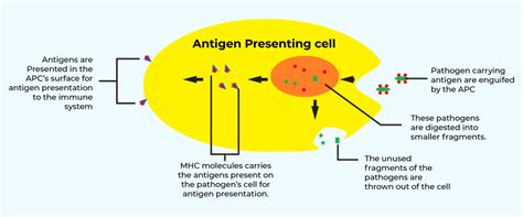 What Is Antigen Definition Properties Types And Structure