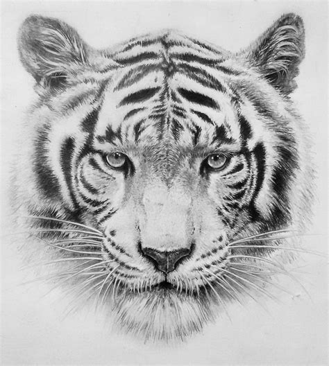 Pencil Drawings Of Tigers Tiger Pencil Drawing Graphite Pencil Images
