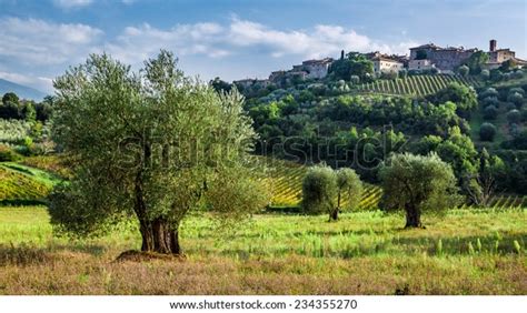 Vineyards Olive Groves Tuscany Stock Photo 234355270 Shutterstock