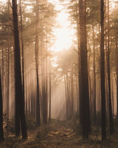Photographer Jakub Wencek Explores The Forests Of Poland To Capture