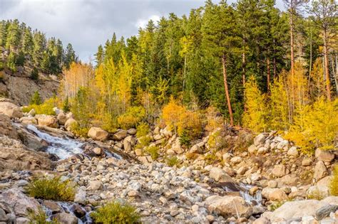 Aspen Grove At Autumn In Rocky Mountains Stock Photo Image Of