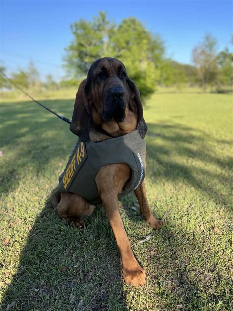 Crisp County Sheriff’s Office K9 Rowdy has received donation of body