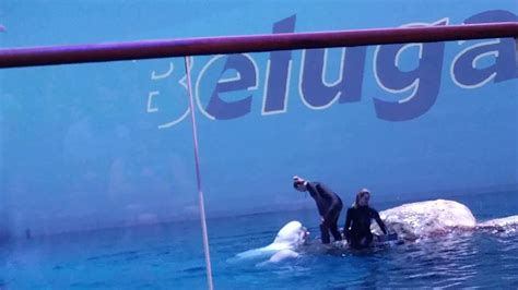 Beluga Whale Live Show Shedd Aquarium Youtube