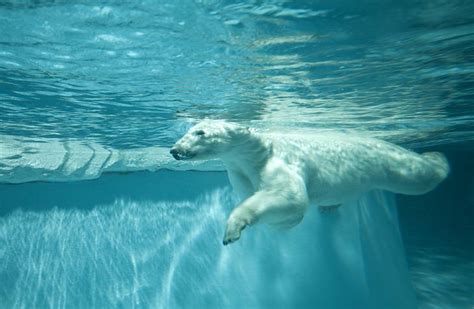 10 Surprising And Little Known Polar Bear Facts