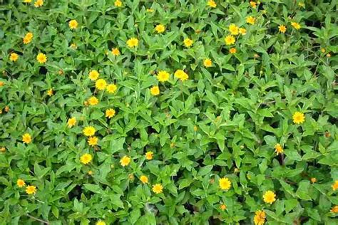 This plant may not be a good. Sphagneticola/Wedelia trilobata. Yellow Dot. Creeping ...