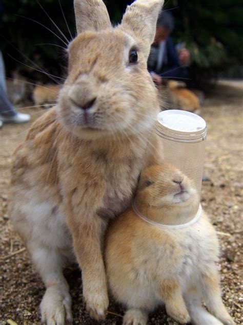 watch bunnies swarm a tourist on japan s rabbit island boing boing artofit
