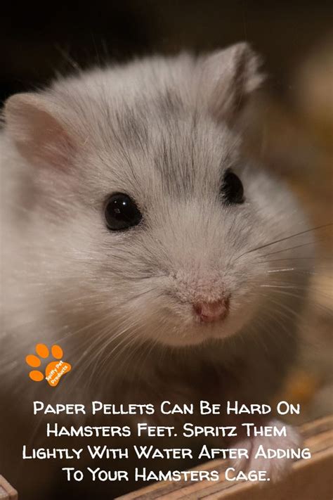 Best Hamster Bedding The Ultimate Guide For Syrian Robo And Dwarf