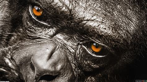 Best Of Great Zoom Backgrounds Gorilla Wallpaper Images