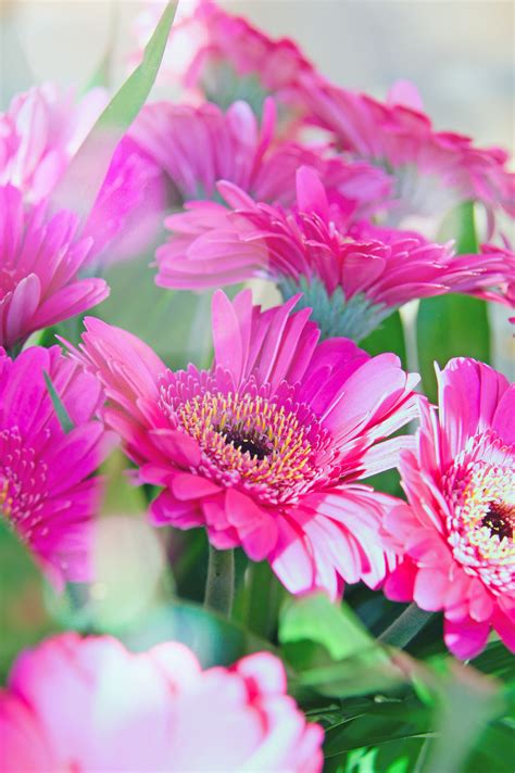 Gambar Berwarna Merah Muda Musim Gugur Latar Belakang Indah Bunga
