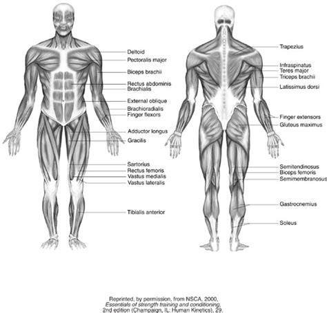 This is a table of skeletal muscles of the human anatomy. Emma Woolley...: Anatomical Diagrams