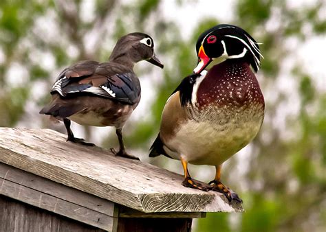Nesting Wood Ducks Photograph By Christine Harrison