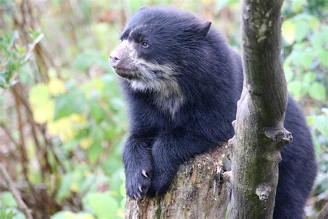Andean Bear Cub At Chester Zoo 25th Oct 2020 Zoochat