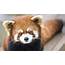 Red Panda On The Loose After Escaping From California Zoo