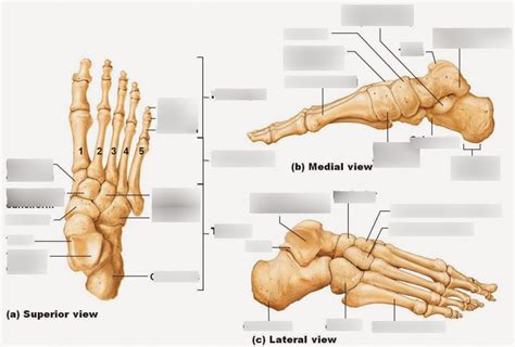 Tarsal And Foot Labeling Diagram Quizlet