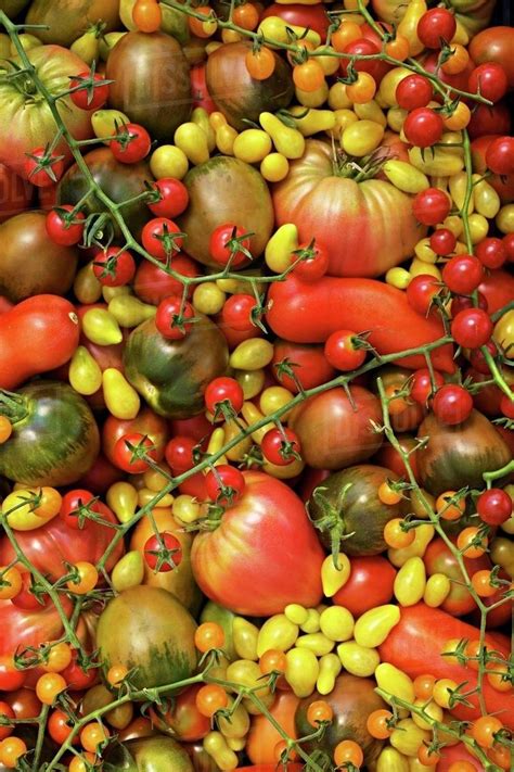 Lots Of Organic Tomatoes Rare Varieties Filling The Image Stock