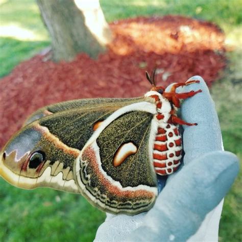 Meet The Cecropia Moth The Largest Moth In North America Mnn