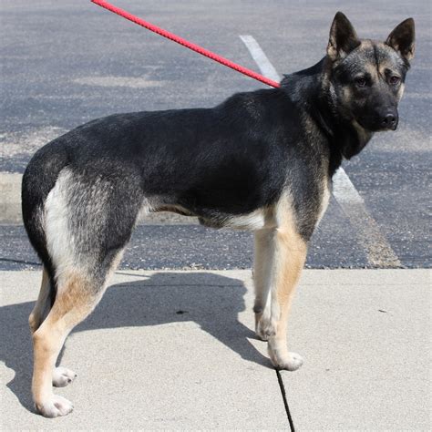 Dog for adoption - Hila, a German Shepherd Dog in Eaton, OH | Petfinder
