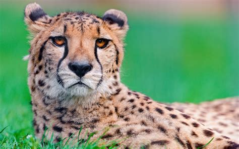 Wallpaper Cheetah Big Cat Face Spotted 1680x1050 Coolwallpapers