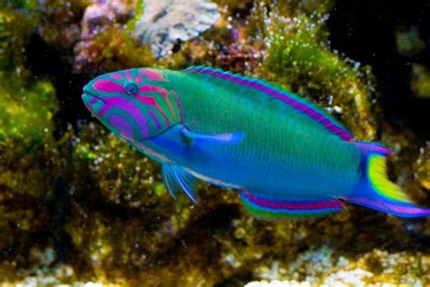 Rainbow Parrotfish Scarus Guacamaia Freshwater Aquarium Fish