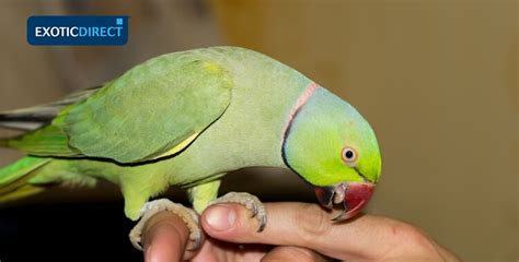 Best Parrots To Have As Pets Exoticdirect