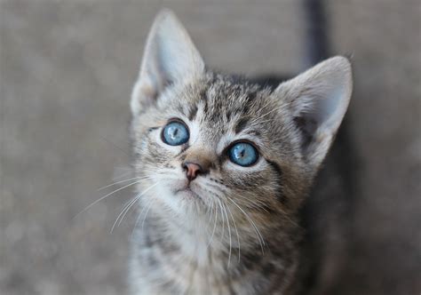 Kitten Photos Cute New Kitten Vets In Endeavour Hills Affordable