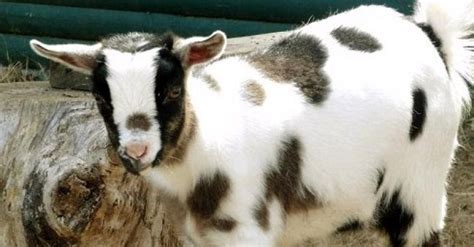 .tergiur mendengar harga kambing betina umur 4 bulan sudah mencapai harga diatas 4 juta dan mungkin anda akan lebih tercengang bila menyaksikan kisaran harga kambing ada yang pernah senilai mobil toyota avansa baru mungkin anda sangat di buat heran tapi datanglah dan saksikan. Kambing Mini Berharga 20 Juta Lebih Seekor | Gemar Ternak ...