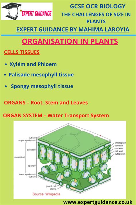 Organisation In Plants Cells Tissues Xylém And Phloem Palisade